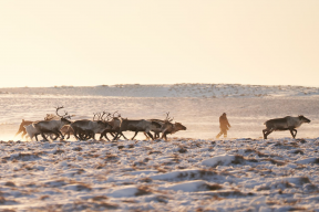 Губернатор Владислав Кузнецов: Чукотка и ЯНАО разработают совместную программу развития оленеводства