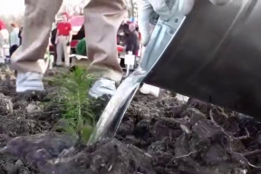 Глава Новороссийска Андрей Кравченко: 80 тысяч саженцев деревьев высадили в районе станицы Натухаевской в честь 80-летия Победы