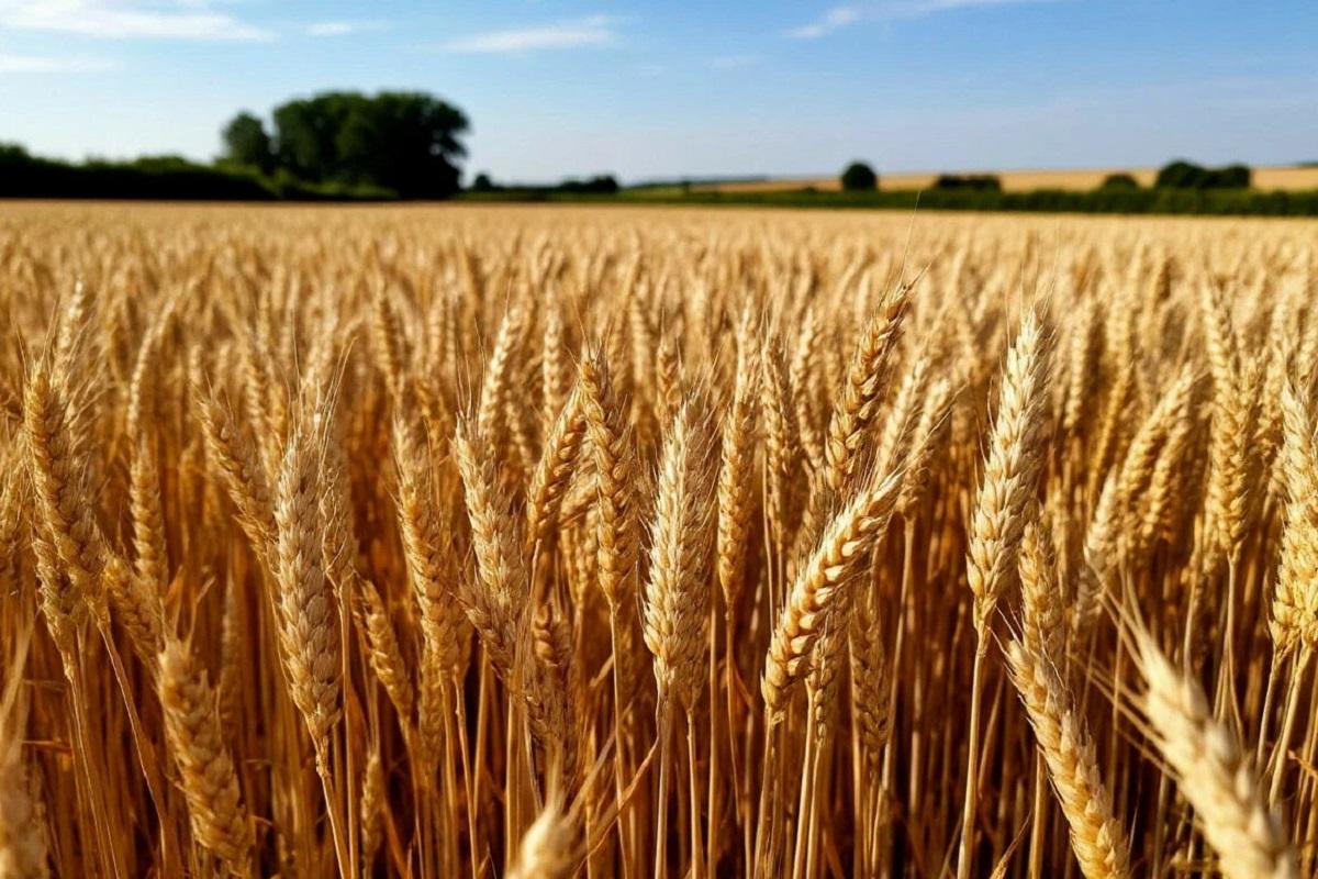 97% позади: аграрии НСО намолотили почти 2 миллиона тонн зерна