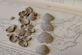 A new species of bivalve mollusk has been discovered in Siberia.