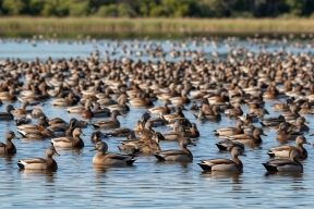 Огромная стая уток закрыла небо над озером Ханка в Приморье