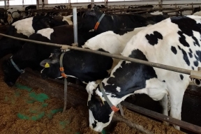 На государственные гранты в Коми восстановили заброшенную животноводческую ферму