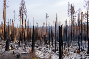 В Забайкалье снят режим ЧС и запрет на посещение лесов после пожароопасного сезона