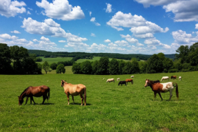 Владельцев бродячих лошадей на Алтае начали наказывать рублем