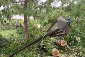 More than 130 trees collapsed due to the strong wind in Khabarovsk
