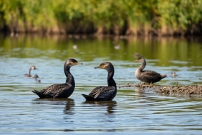 В Бурятии предложили отстреливать бакланов и разорять их гнезда ради спасения омуля