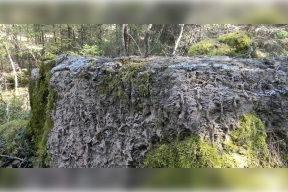 В Ленобласти создадут четыре новые особо охраняемые территории