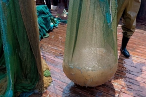 В Азовском море из-за медуз на два месяца сократился промысловый сезон