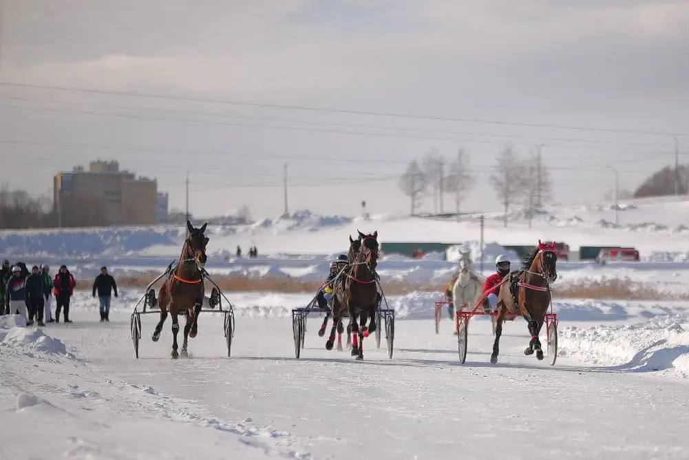Мэр Станислав Трофимов: На Чебоксарском заливе состоялись единственные в России зимние конные бега