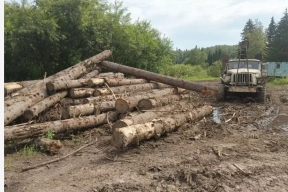 В Смоленской области сократилось число незаконных вырубок леса