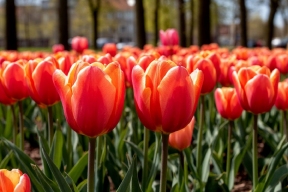 Метеорологическая весна придет в Орел 10 марта