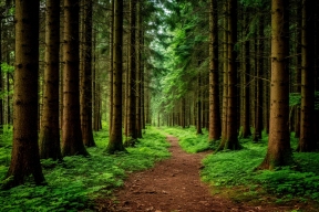 В Марий Эл с 30 апреля по 5 мая будет действовать четвертый класс пожарной опасности в лесах