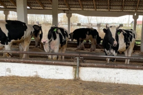 Компенсации за утерянный скот и региональные выплаты социальной помощи жителям Новосибирской области предоставлены в полном объеме