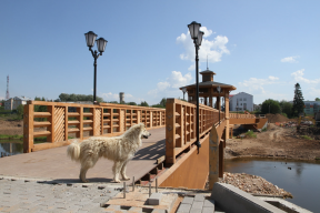 Спикер Заксобрания Роман Заварин: Чипирование собак станет обязательным в Вологодской области с 1 марта 2026 года