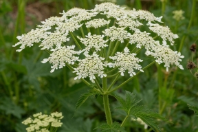 Нижегородцам грозят штрафы до 700 тысяч рублей за опасные сорняки на участках