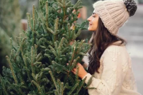 В Павловском Посаде в декабре откроется елочный базар