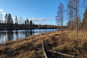 На Ямале компанию обязали выплатить 724 тысячи рублей за незаконную вырубку леса