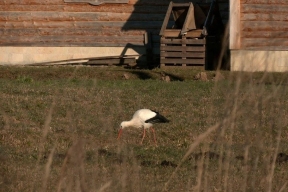 Белые аисты вернулись в Ленинградскую область
